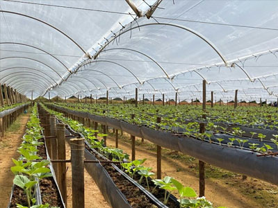 Estufa Flutuante Politec